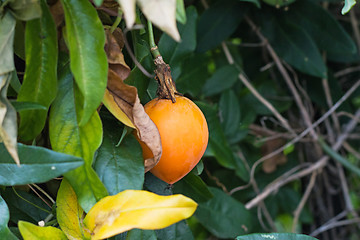 Image showing Passion Fruit