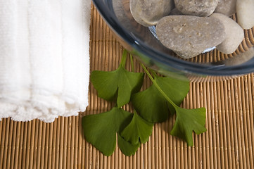 Image showing alternative medicine. ginkgo biloba therapy