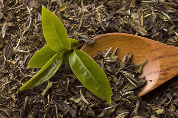 Image showing tea