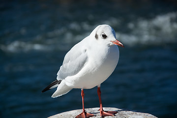 Image showing Close-Up of a Seagull