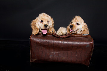 Image showing Cocker Spaniel