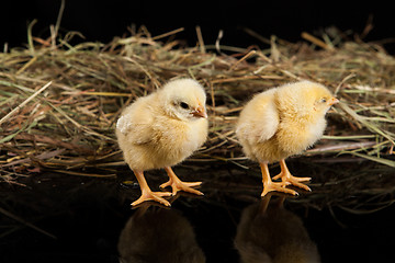 Image showing Little Yellow Chicken