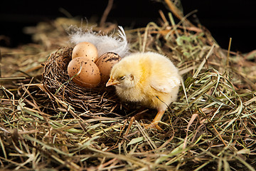 Image showing Little Yellow Chicken