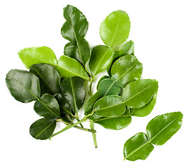 Image showing Kaffir Lime Leafs