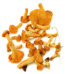 Image showing Raw Chanterelles Mushrooms