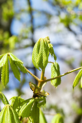 Image showing green leaves of chestnut
