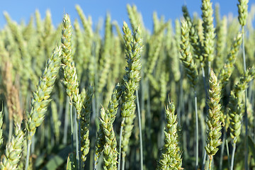 Image showing Field with cereal