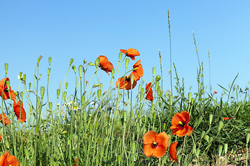 Image showing Red Poppy in the field