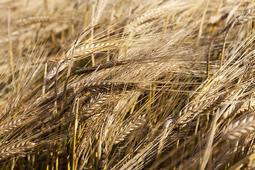 Image showing ripening cereals in the field