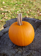 Image showing Ripe pumpkin on a grey tree stump with green grass and dry autum