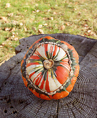 Image showing Striped Turks turban squash on a rough tree stump