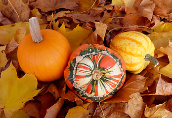 Image showing Pumpkin, squash and gourd on fall leaves