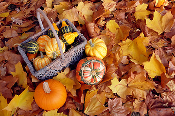 Image showing Basket of ornamental gourds with pumpkin and two squashes