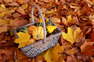 Image showing Fall basket of ornamental pumpkins with yellow leaf 