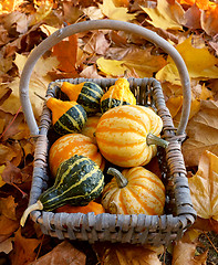Image showing Rustic basket of yellow and green ornamental gourds