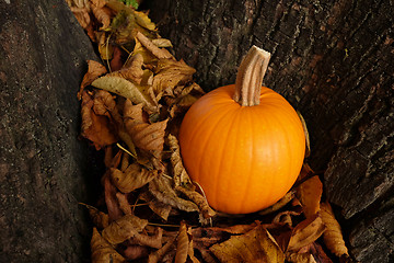 Image showing Orange pumpkin in dry autumn leaves against a tree trunk