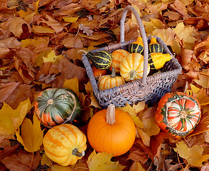 Image showing Basket full of ornamental pumpkins with colourful gourds