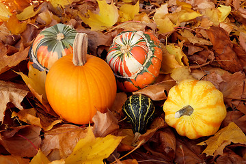 Image showing Pumpkin, squashes and gourds on dry fall foliage