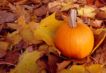 Image showing Pumpkin among autumnal sycamore leaves