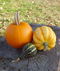 Image showing Pumpkin, squash and ornamental gourd on a tree stump