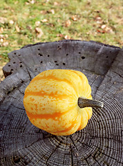Image showing Yellow Festival squash on a weathered tree stump