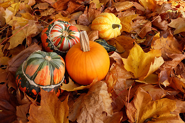 Image showing Turban squashes, pumpkin and gourds on crisp autumn leaves
