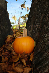Image showing Ripe pumpkin in brown fall leaves against a tree trunk