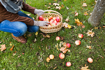 Image showing woman with basket picking apples at autumn garden