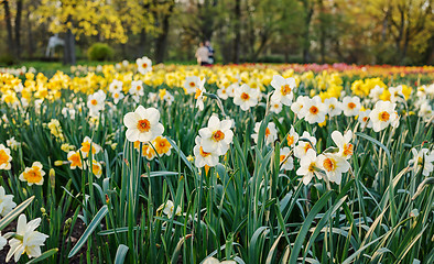 Image showing A field of daffodils