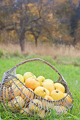 Image showing Apples in a basket