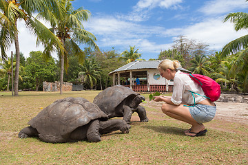 Image showing Tourist feeding Aldabra giant tortoises on Curieuse island, Seyc