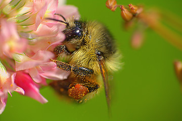 Image showing summer Bumble bee insect flower macro