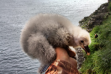 Image showing thick white fluffy nestlings of Fulmar in hand of researcher-ornithologist