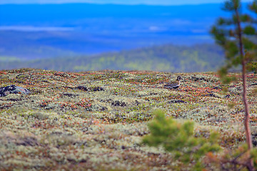 Image showing Golden Plover on expanses of Lapland tundra. 