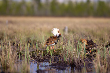 Image showing Pugnacious handsome 4. Ruffs fight in swamp.