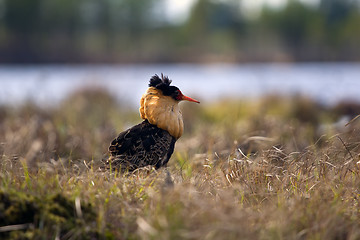 Image showing Mating behaviour. Male ruffs are in state of self-advertising