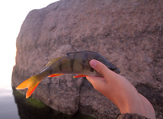 Image showing Sunset river perch fishing with the boat and a rod