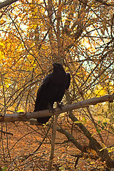 Image showing Raven black  wise bird