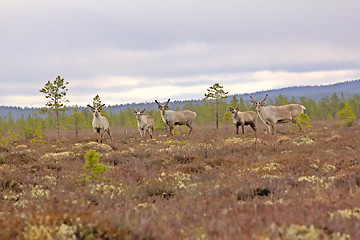 Image showing Reindeer alert when danger threatened