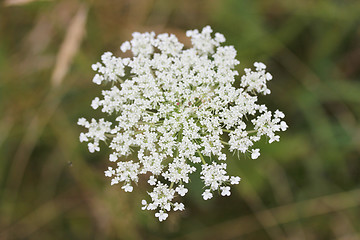 Image showing Caraway   (Carum carvi) 