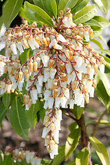 Image showing White flowers 