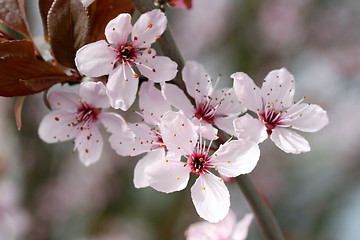 Image showing Pink flower 