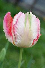 Image showing tulip 