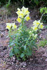 Image showing Snapdragons   (Antirrhinum) 