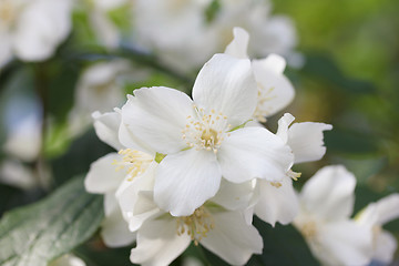 Image showing white Flower 