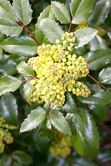 Image showing Oregon grape (Mahonia) 