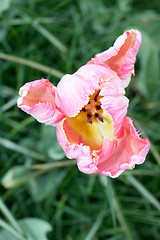 Image showing tulip 