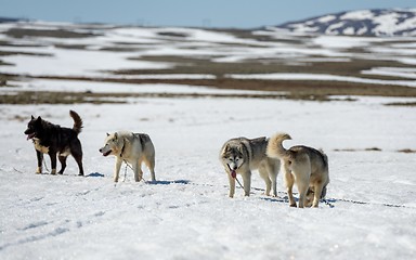 Image showing Siberian Husky in snow