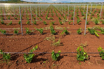 Image showing Large field of grapes