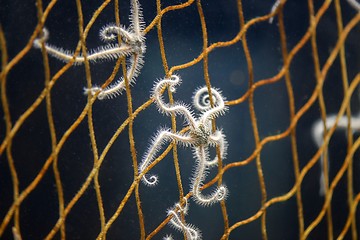 Image showing Starfish in net